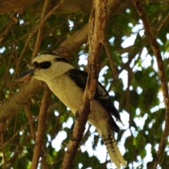 Dacelo novaeguineae (Laughing Kookaburra) at Rollingstone, QLD - 27 Nov 2019 by TerryS