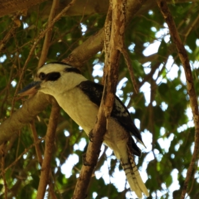 Dacelo novaeguineae (Laughing Kookaburra) at Rollingstone, QLD - 28 Nov 2019 by TerryS