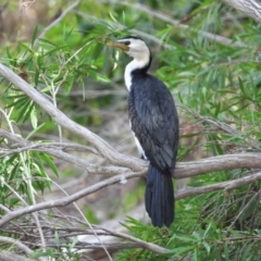 Microcarbo melanoleucos (Little Pied Cormorant) at Balgal Beach, QLD - 27 Nov 2019 by TerryS