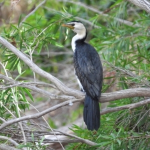 Microcarbo melanoleucos at Balgal Beach, QLD - 28 Nov 2019 08:22 AM