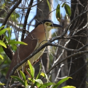 Nycticorax caledonicus at Rollingstone, QLD - 28 Nov 2019