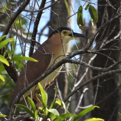 Nycticorax caledonicus (Nankeen Night-Heron) at Rollingstone, QLD - 27 Nov 2019 by TerryS