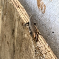 Lampropholis guichenoti (Common Garden Skink) at Aranda, ACT - 15 Jan 2022 by KMcCue