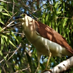 Nycticorax caledonicus (Nankeen Night-Heron) at Rollingstone, QLD - 11 Jan 2020 by TerryS