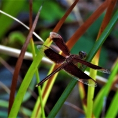 Unidentified Dragonfly (Anisoptera) (TBC) at Rollingstone, QLD - 11 Jan 2020 by TerryS