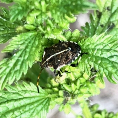 Oncocoris geniculatus (A shield bug) at Aranda, ACT - 15 Jan 2022 by KMcCue