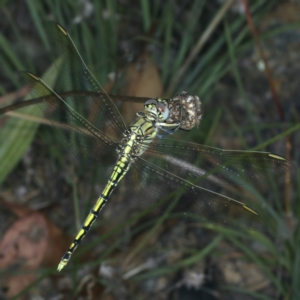 Orthetrum caledonicum at Paddys River, ACT - 12 Jan 2022