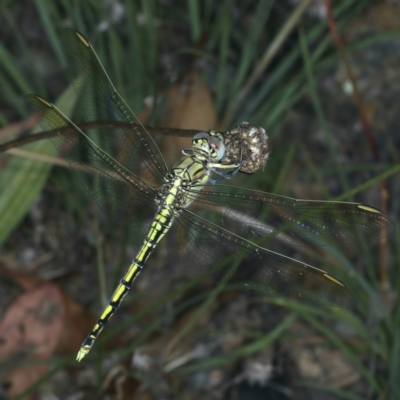 Orthetrum caledonicum (Blue Skimmer) at Bullen Range - 12 Jan 2022 by jbromilow50