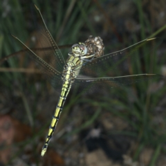 Orthetrum caledonicum at Paddys River, ACT - 12 Jan 2022