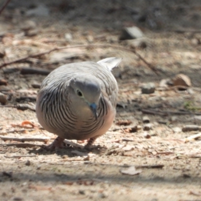 Geopelia placida (Peaceful Dove) at Rollingstone, QLD - 27 Nov 2019 by TerryS