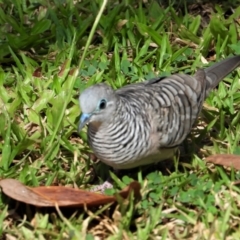 Geopelia placida (Peaceful Dove) at Rollingstone, QLD - 27 Nov 2019 by TerryS