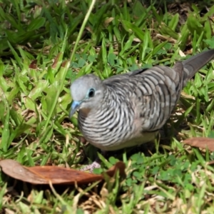 Geopelia placida at Rollingstone, QLD - 28 Nov 2019