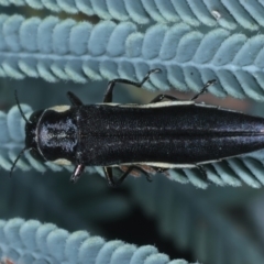 Agrilus hypoleucus (Hypoleucus jewel beetle) at Paddys River, ACT - 12 Jan 2022 by jb2602