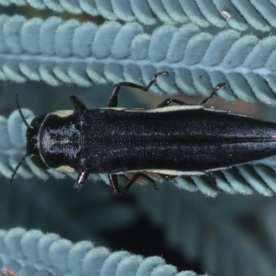 Agrilus hypoleucus (Hypoleucus jewel beetle) at Paddys River, ACT - 12 Jan 2022 by jb2602