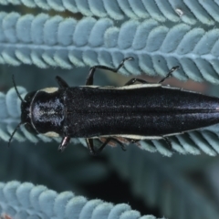 Agrilus hypoleucus (Hypoleucus jewel beetle) at Paddys River, ACT - 12 Jan 2022 by jbromilow50