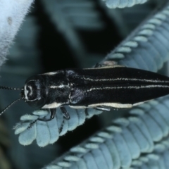 Agrilus hypoleucus at Paddys River, ACT - 12 Jan 2022 01:55 PM