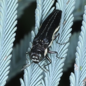 Agrilus hypoleucus at Paddys River, ACT - 12 Jan 2022