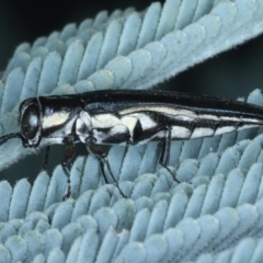 Agrilus hypoleucus at Paddys River, ACT - 12 Jan 2022 01:55 PM