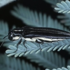 Agrilus hypoleucus at Paddys River, ACT - 12 Jan 2022