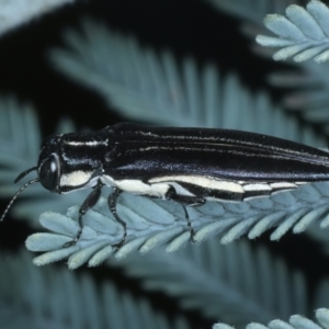 Agrilus hypoleucus at Paddys River, ACT - 12 Jan 2022 01:55 PM