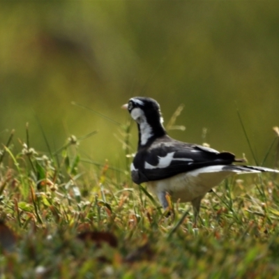 Grallina cyanoleuca (Magpie-lark) at Rollingstone, QLD - 29 Nov 2019 by TerryS