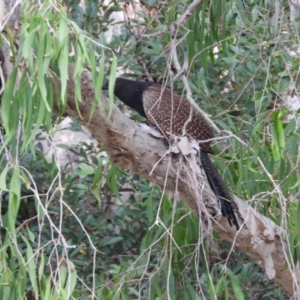 Centropus phasianinus at Rollingstone, QLD - 28 Nov 2019