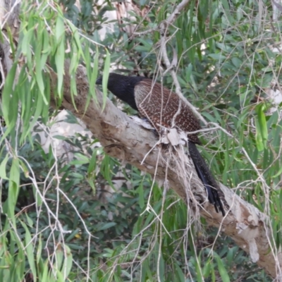 Centropus phasianinus (Pheasant Coucal) at Rollingstone, QLD - 28 Nov 2019 by TerryS