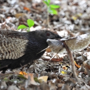 Centropus phasianinus at Rollingstone, QLD - 28 Nov 2019 01:41 PM