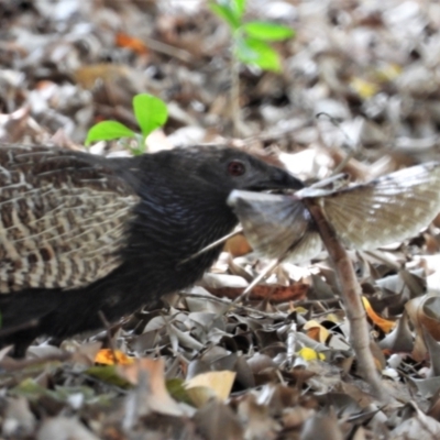 Centropus phasianinus (Pheasant Coucal) at Rollingstone, QLD - 28 Nov 2019 by TerryS