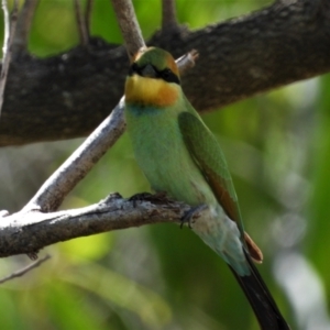 Merops ornatus at Rollingstone, QLD - 11 Jan 2020