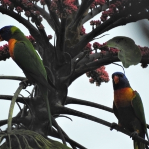 Trichoglossus moluccanus at Rollingstone, QLD - 8 Jan 2017 12:36 PM