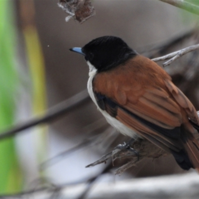 Myiagra alecto (Shining Flycatcher) at Rollingstone, QLD - 29 Nov 2019 by TerryS