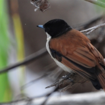 Myiagra alecto (Shining Flycatcher) at Rollingstone, QLD - 28 Nov 2019 by TerryS