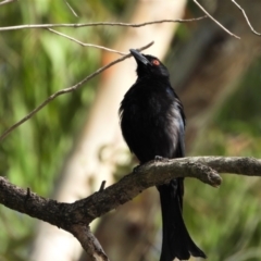 Dicrurus bracteatus (Spangled Drongo) at Rollingstone, QLD - 28 Nov 2019 by TerryS