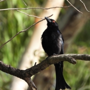 Dicrurus bracteatus at Rollingstone, QLD - 28 Nov 2019 03:38 PM