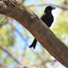 Dicrurus bracteatus (Spangled Drongo) at Rollingstone, QLD - 11 Jan 2020 by TerryS