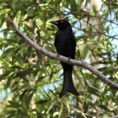 Dicrurus bracteatus (Spangled Drongo) at Rollingstone, QLD - 28 Nov 2019 by TerryS