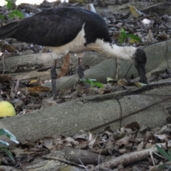 Threskiornis spinicollis (Straw-necked Ibis) at Rollingstone, QLD - 10 Jan 2020 by TerryS