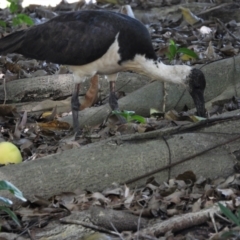 Threskiornis spinicollis (Straw-necked Ibis) at Rollingstone, QLD - 11 Jan 2020 by TerryS