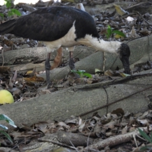 Threskiornis spinicollis at Rollingstone, QLD - 11 Jan 2020