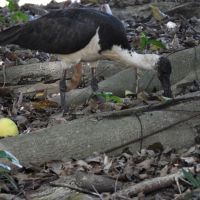 Threskiornis spinicollis (Straw-necked Ibis) at Rollingstone, QLD - 11 Jan 2020 by TerryS