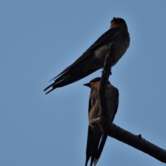 Hirundo neoxena (Welcome Swallow) at Balgal Beach, QLD - 11 Jan 2020 by TerryS