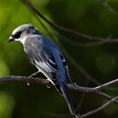 Coracina papuensis (White-bellied Cuckooshrike) at Rollingstone, QLD - 10 Jan 2020 by TerryS