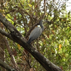 Egretta novaehollandiae at Balgal Beach, QLD - 29 Nov 2019