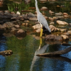 Egretta novaehollandiae (White-faced Heron) at Rollingstone, QLD - 10 Jan 2020 by TerryS