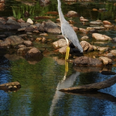 Egretta novaehollandiae (White-faced Heron) at Rollingstone, QLD - 10 Jan 2020 by TerryS