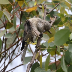 Pachycephala rufiventris (Rufous Whistler) at Pialligo, ACT - 14 Jan 2022 by jbromilow50