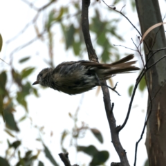 Pachycephala rufiventris at Pialligo, ACT - 14 Jan 2022