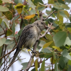 Pachycephala rufiventris at Pialligo, ACT - 14 Jan 2022