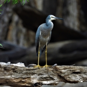 Egretta novaehollandiae at Rollingstone, QLD - 11 Jan 2020 08:25 AM